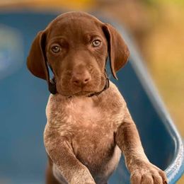 LARRY - German Shorthaired Pointer puppy in Onalaska, Washington from Boonies Farms