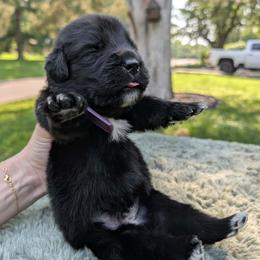 Purple Boy (Saké) - Black male Newfoundland puppy in Independence, Missouri from K & L Ranch
