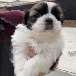 Lilly - Black gold and white female Shih Tzu puppy in Bakersfield, California from Little pumpkin Shih Tzu’s