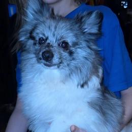 Hunnibunnies Gomez - Blue merle male Pomeranian puppy in Cleveland, Ohio from Hunnibunnies