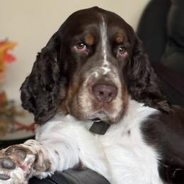 Riley Oliver - English Springer Spaniel