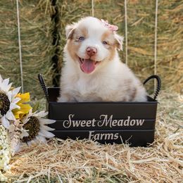 Nova - Red merle female Australian Shepherd puppy in Madera, California from Sweet Meadow Farms
