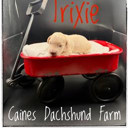 Trixie - Cream female Dachshund puppy in Cincinnati, Ohio from Caines Dachshund Farm