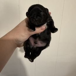 Boy 2 - Black male Pekingese puppy in Clinton, Tennessee from Gracelands Pekingese