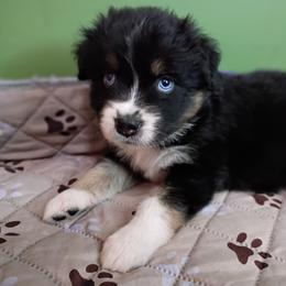 Loretta (purple collar) - Black tri-color female Australian Shepherd puppy in Okeechobee, Florida from Rothsolid Aussies