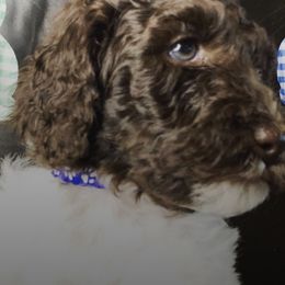 Poodles from Brandi Hutchinson