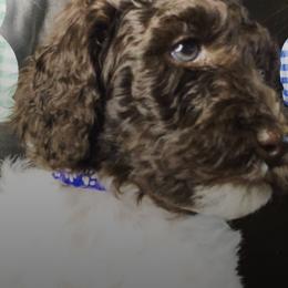 Poodles from Brandi Hutchinson