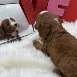 Spruce - Red male Cavapoo puppy in Wayland, New York from Loris Pampered Pooches💕