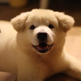 Jindo Puppies from Hwarang Kennel Korean Jindo | 화랑 진돗개