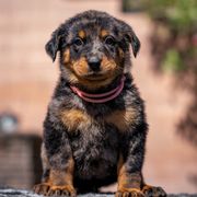 Pink Girl - Harlequin female Beauceron puppy in Henderson, Nevada from Joie de Vie Beaucerons