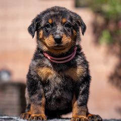 Pink Girl - Harlequin female Beauceron puppy in Henderson, Nevada from Joie de Vie Beaucerons