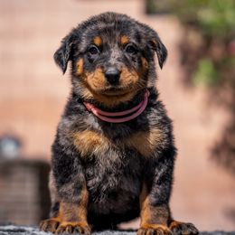 Pink Girl - Harlequin female Beauceron puppy in Henderson, Nevada from Joie de Vie Beaucerons