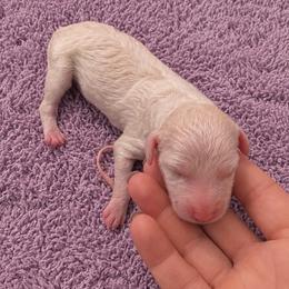Eden - Apricot female Poodle puppy in Washington, Pennsylvania from Patriotic Poodles