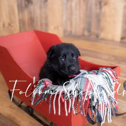 German Shepherd Puppies from Vom Folsom Haus Shepherds