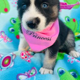 Siberian Husky Puppies from Siberian Huskies-Beckham the Great