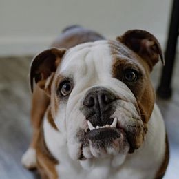Bulldogs from GT Royalties
