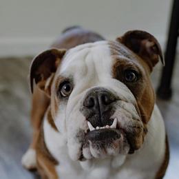 Bulldogs from GT Royalties