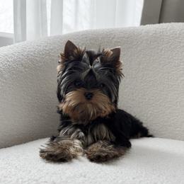 Utah (AKA Cooper) - Blue and gold male Yorkshire Terrier puppy in Acworth, Georgia from Yorkie Manor Country Club