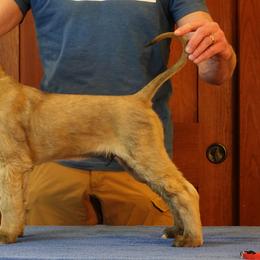 Afghan Hound Puppies from Kominek Afghan Hounds