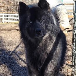 Ragnar - Siberian Husky
