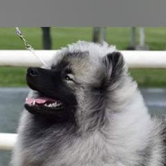 Keeshond Puppies from StarStruck Keeshonden