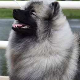 Keeshond Puppies from StarStruck Keeshonden