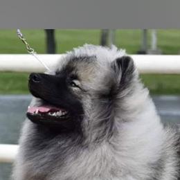Keeshond Puppies from StarStruck Keeshonden