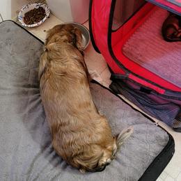 Dachshund Puppies from CLARK'S BREEDING PROGRAM