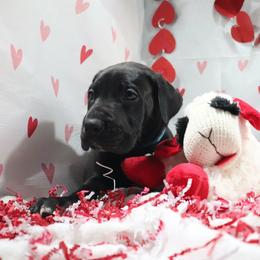 Bruce - Black male Great Dane puppy in Durango, Iowa from Robin's Great Danes