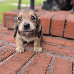 Harvey - Cream male Dachshund puppy in Ashford, Alabama from Circle City Dachshunds