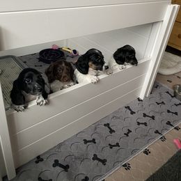 Dachshund puppies from Michelle Walgren's Dachshunds