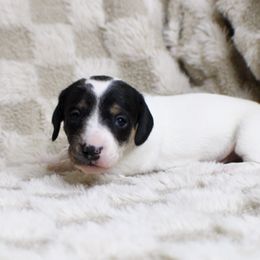 AKC Autumn - Piebald female Dachshund puppy in Christiansburg, Virginia from Little Legs Luxury Dachshunds