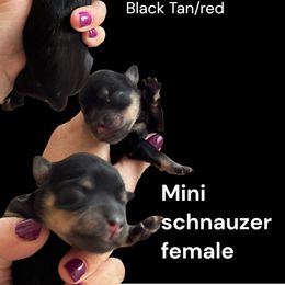 Macchiato - Liver female Miniature Schnauzer puppy in Temple, Texas from Schnauzers Of Taylor
