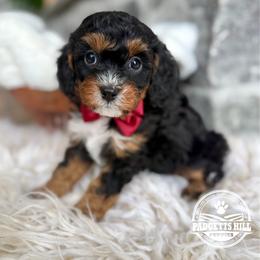 Cupid - Tri-color male Cavapoo puppy in Natural Bridge, Virginia from Padgetts Hill Puppies
