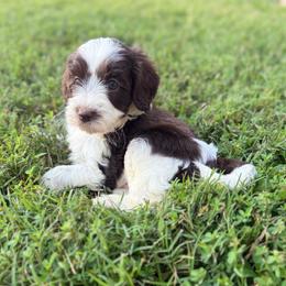 Goat - Parti male Goldendoodle puppy in Rome, Georgia from Victoria’s Designer Doodles