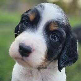 Girl 4 - Tri - 2 spots on back - Blue belton and tan (tri-color) female English Setter puppy in Boise, Idaho from English Setters of the Eyrie