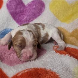 Merlin - Blenheim male Cavalier King Charles Spaniel puppy in Charity, Missouri from Missouri. Cavaliers