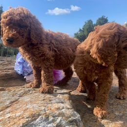 Poodle Puppies from CAStandardPoodles