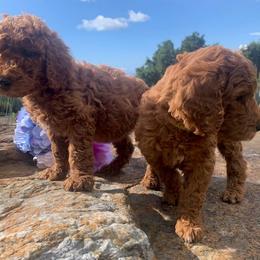Poodle Puppies from CAStandardPoodles