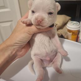 Boy 2 - White male Chihuahua puppy in Haines City, Florida from Kassafina Kennel