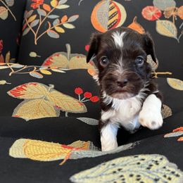 Cappuccino - Havanese puppy from Windy Hill Havanese