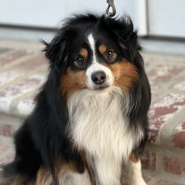 Cameron  - Toy Australian Shepherd