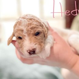 Double Doodle and Labradoodle Puppies from Magnolia & Finn Doodles