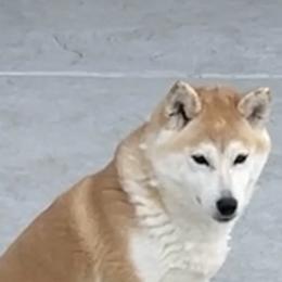 Hana - Shiba Inu