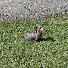 Pickles - Dachshund