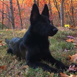 German Shepherds from Refiners Fire Kennel