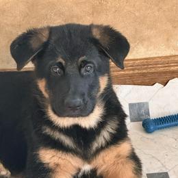 Onyx - Black and red male German Shepherd puppy in Anaheim, California from Hanan's German Shepherds
