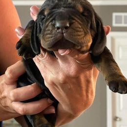 Black and Tan Coonhound Puppies from Classic Coonhounds