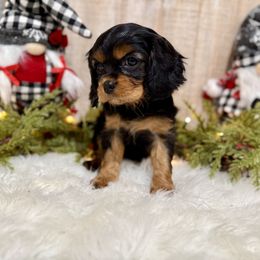 Girl 2 - Black and tan female Cavalier King Charles Spaniel puppy in Ellisville, Mississippi from Malu Lani Cavaliers