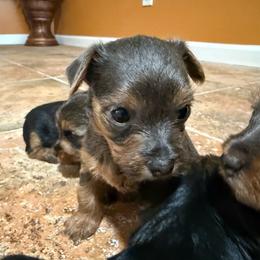 Silvia - Blue and gold female Yorkshire Terrier puppy in Pomona, California from Lunio's Yorkies